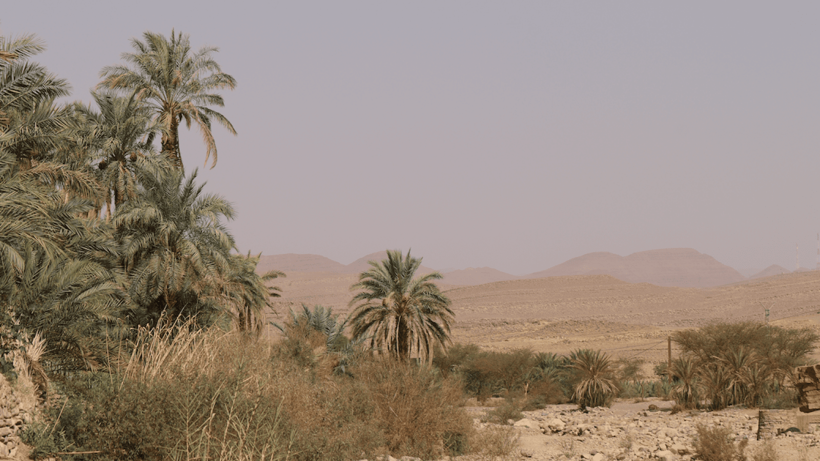 Aguinane, l'oasis des dames de la coopérative