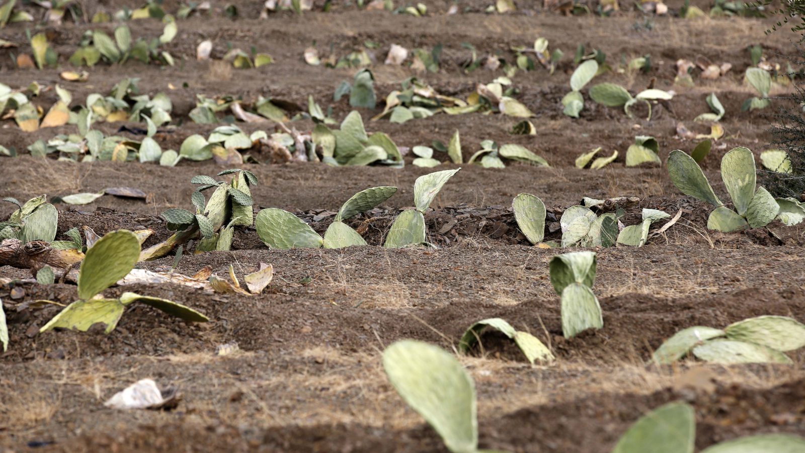 PADSEL NOA: From handouts to financial independence for women